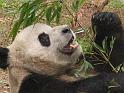 Panda Preserve